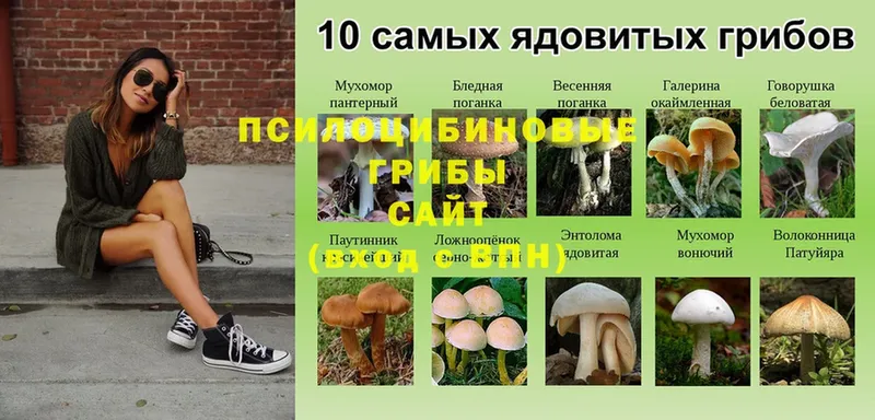 Псилоцибиновые грибы ЛСД  Новошахтинск 